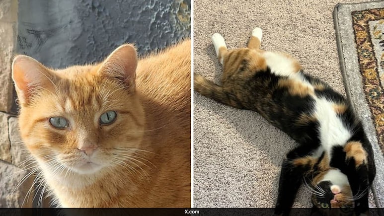 Scientists Identify Gene Behind Orange Fur In Cats