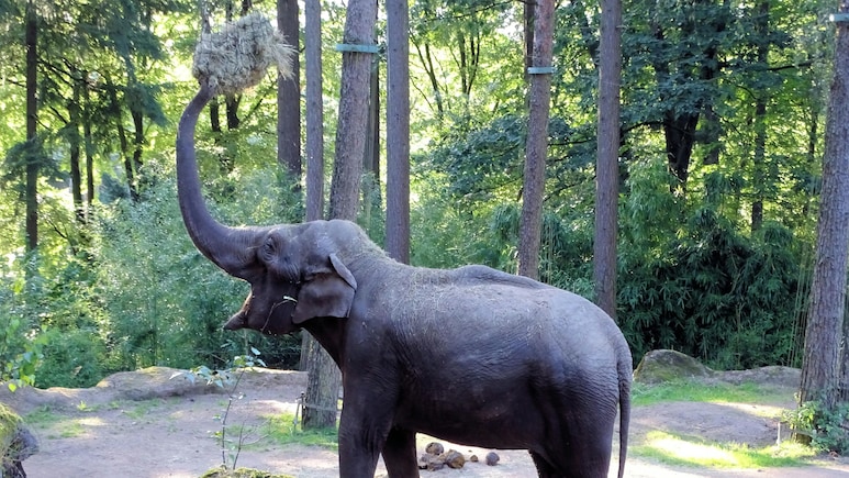 'Tax Collector' Elephant Goes Viral For Stopping Vehicles, Seeking Food