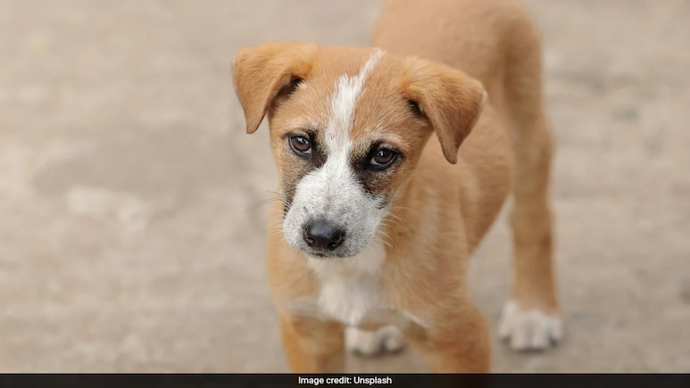 These Street Dogs in Brazil Became A National Symbol
