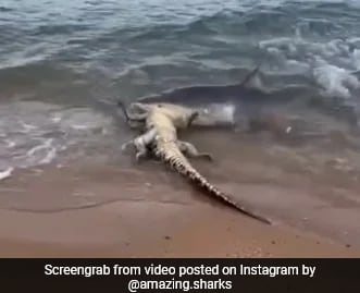 This Video Of Shark Feasting On Crocodile Is Not For Faint Hearted