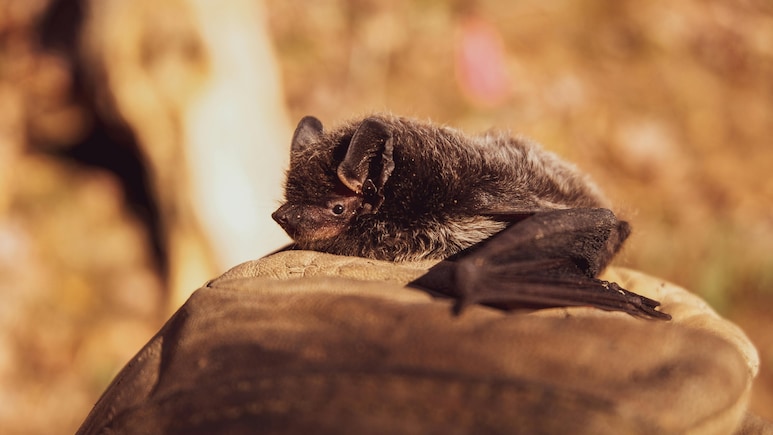 Two US Men Die After Using Bat Poop As Fertliizer To Grow Marijuana