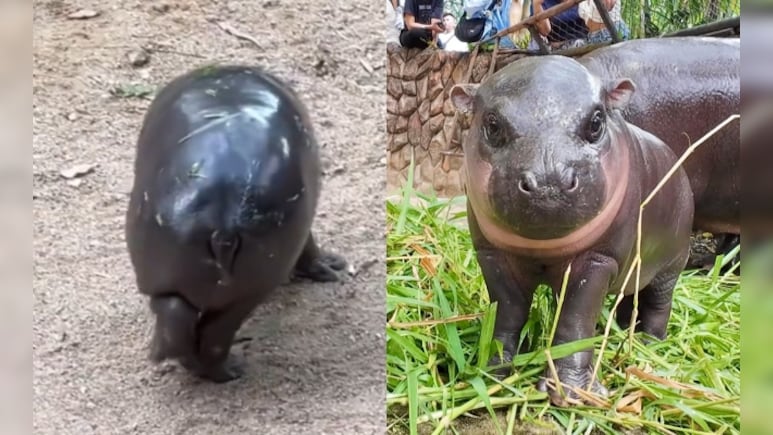 Viral Baby Hippo Moo Deng Gets Rs 2.51-Crore ‘Christmas Present’