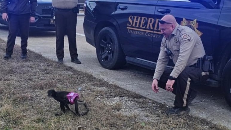 "Bananas": Sheriff Office Describes Capture Of Escaped Tutu Wearing Monkey