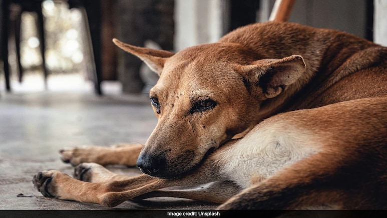 Morocco To Cull Million Dogs Ahead Of FIFA World Cup