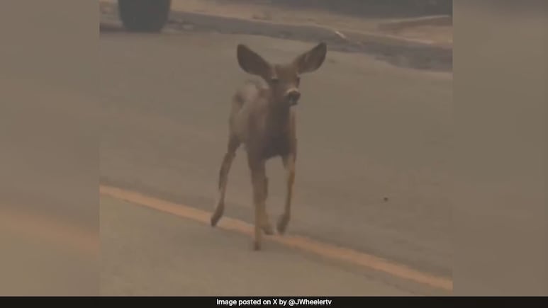 On Camera, Baby Deer Wanders Through Smoke In California Wildfires