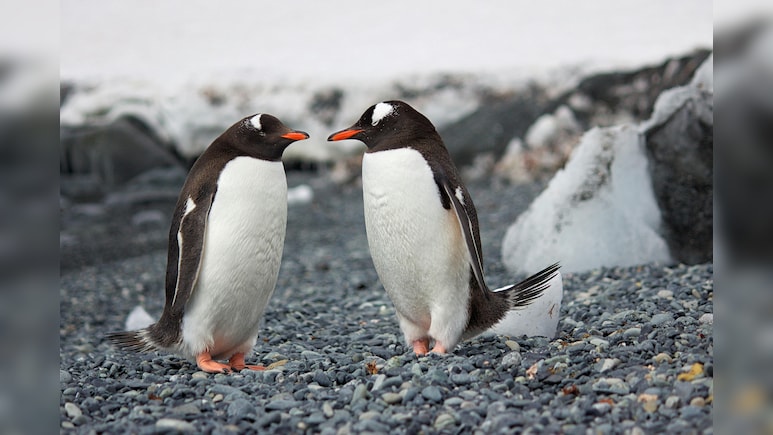 Penguin Love Life: Cheating Common, Divorce Rates Soar After Bad Seasons