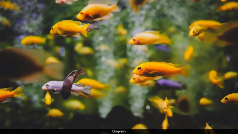 Quarter Of Freshwater Species On Brink Of Extinction: Study