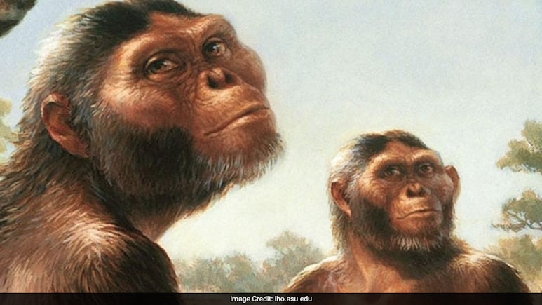 Scientists Study 'Vegetarian' Human Ancestors From Million Years Ago