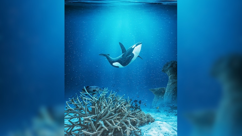 "Very Tragic": Bereaved Orca Seen Carrying Dead Calf Again In US Waters