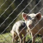 Chinese Doctors Implant Pig Liver In Human For First Time
