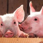 Doctors Implant Pig Liver In Human For The First Time In China