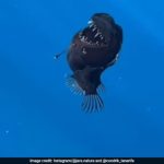 'Icarus Of The Deep': How A Dying Anglerfish Became A Social Media Sensation