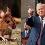 Transgender vs Transgenic Mice: Row Over Trump's Animal Experiments Claim