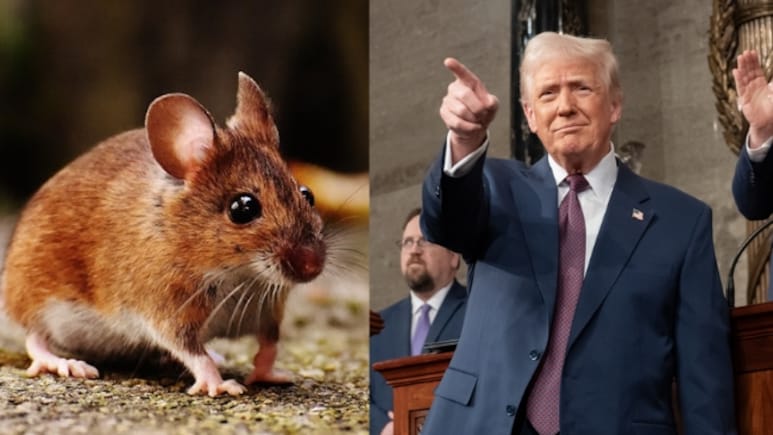 Transgender vs Transgenic Mice: Row Over Trump's Animal Experiments Claim