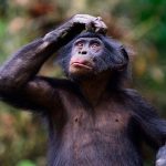 Besides Humans, This Primate Has Developed Language Skills, Say Scientists