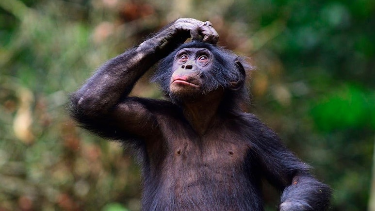Besides Humans, This Primate Has Developed Language Skills, Say Scientists
