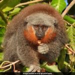 Race To Save The Amazon's Bushy Bearded Monkeys