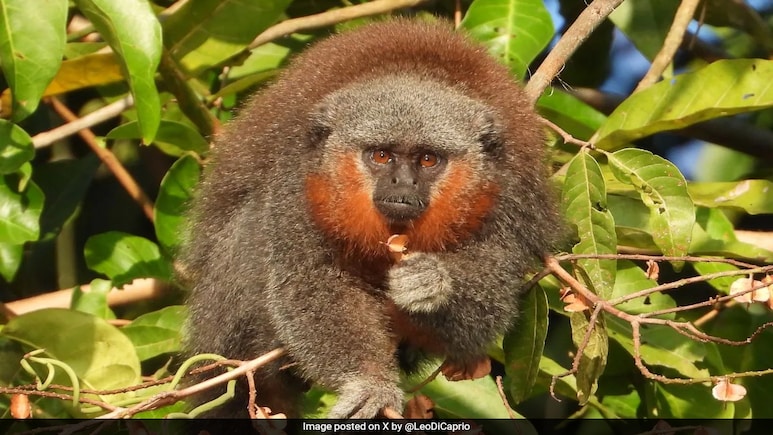 Race To Save The Amazon's Bushy Bearded Monkeys