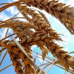 US Aid Cuts Leave Food For Millions Mouldering In Storage