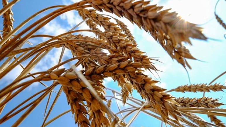 US Aid Cuts Leave Food For Millions Mouldering In Storage