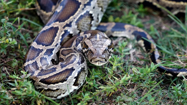 Florida Man Earns Rs , Reward After Capturing Pythons In A Month