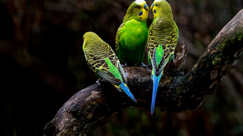 Study Reveals Impact Of Heat Extremes On Tropical Birds' Populations